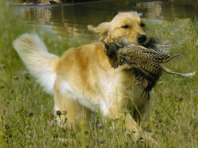 photo of golden retriever with bird