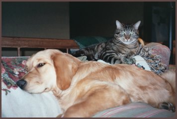 photo of cat on couch