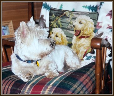 Louie in 'his' chair