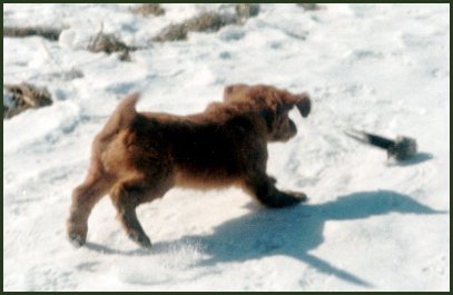 photo of golden retriever pup with bird