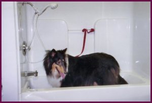 Molly H. getting a bath