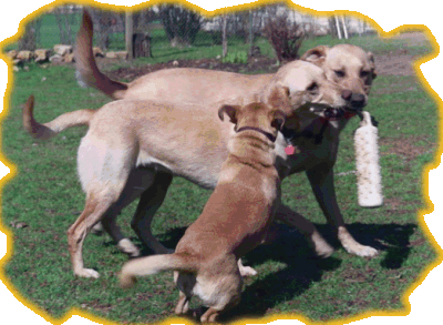 dogs playing