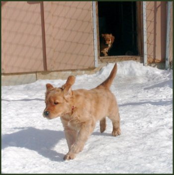 photo of golden retriever puppies playing