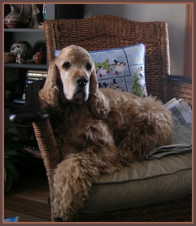 Sandal laying in a chair