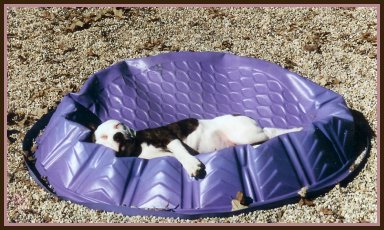 Sprinkles says: It's been a rough day at day care. tired dog