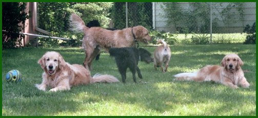 Some of the dogs playing dog playing in yard