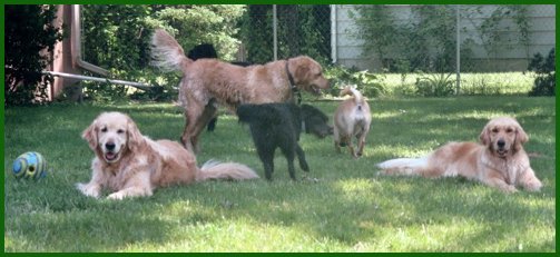 dog playing in yard